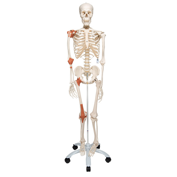 MOD: Menschl. Skelett, mit Gelenkbändern
