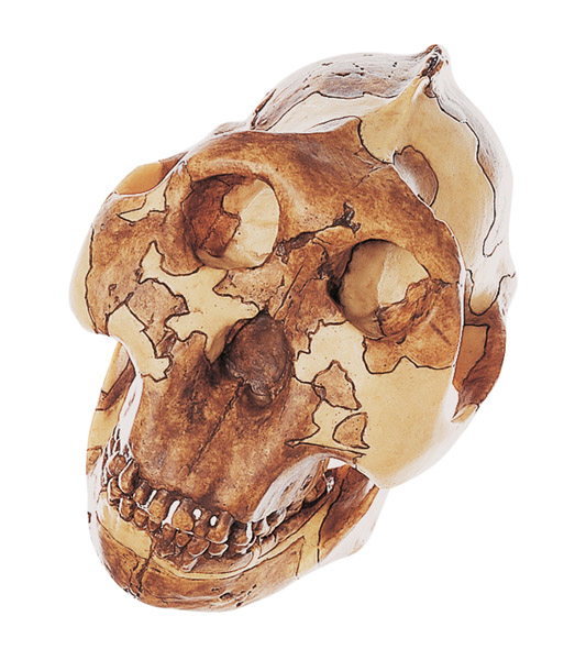 MOD: Schädelrekonstruktion von Paranthropus boisei